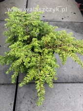 Tsuga canadensis 'Popeleski' 